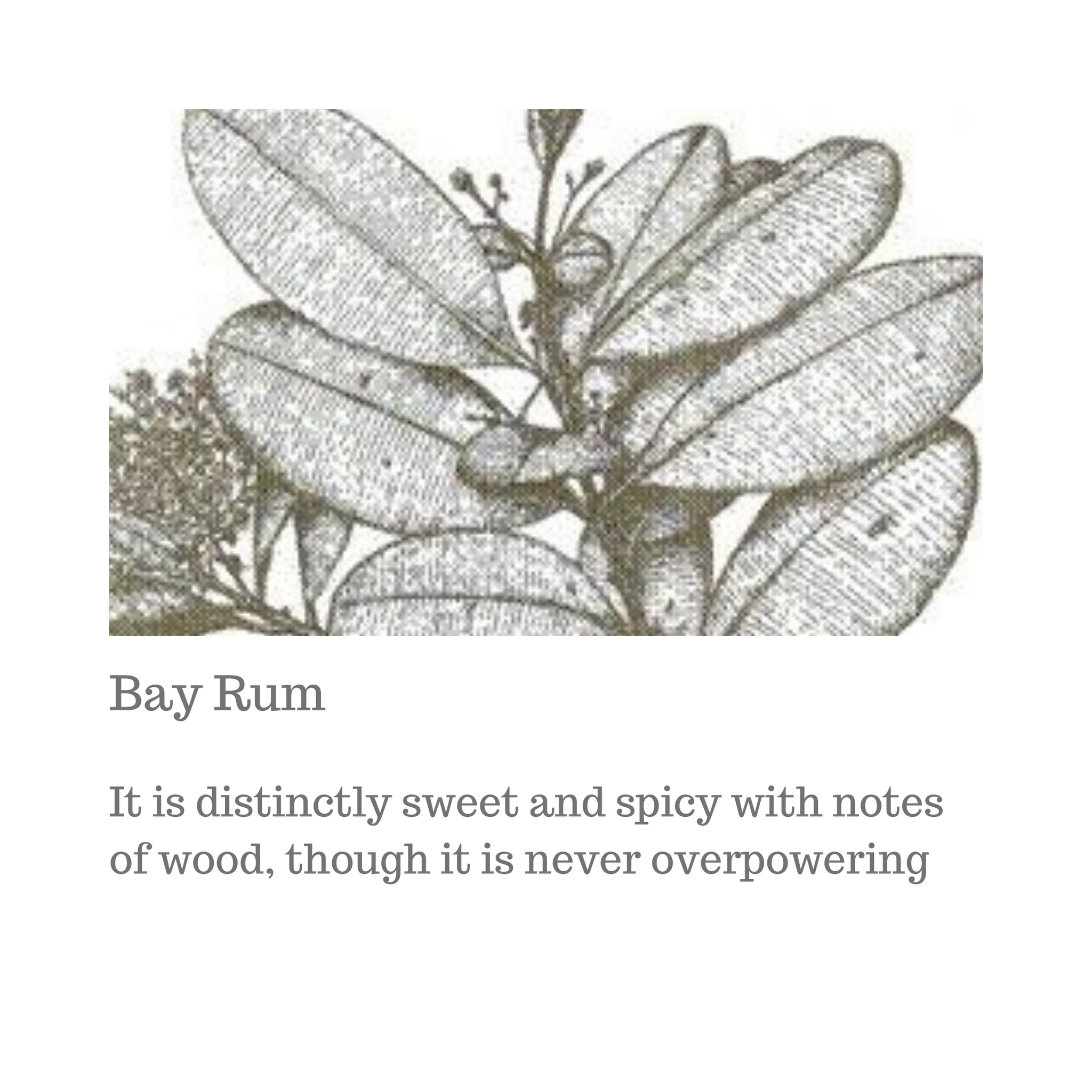 Bay Rum Candle in 2023  Bay rum, Natural candles, Candles